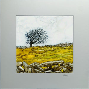 Burren Tree