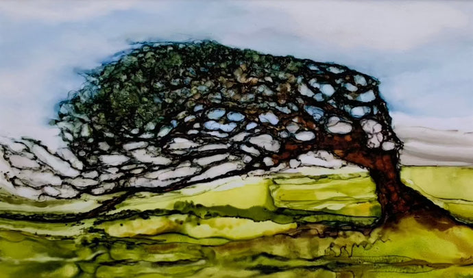 Hawthorn trees, Windswept Trees, Wild Atlantic Way, Burren Trees