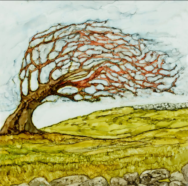 West of Ireland, Wild Atlantic Way, hawthorn trees, fairy trees